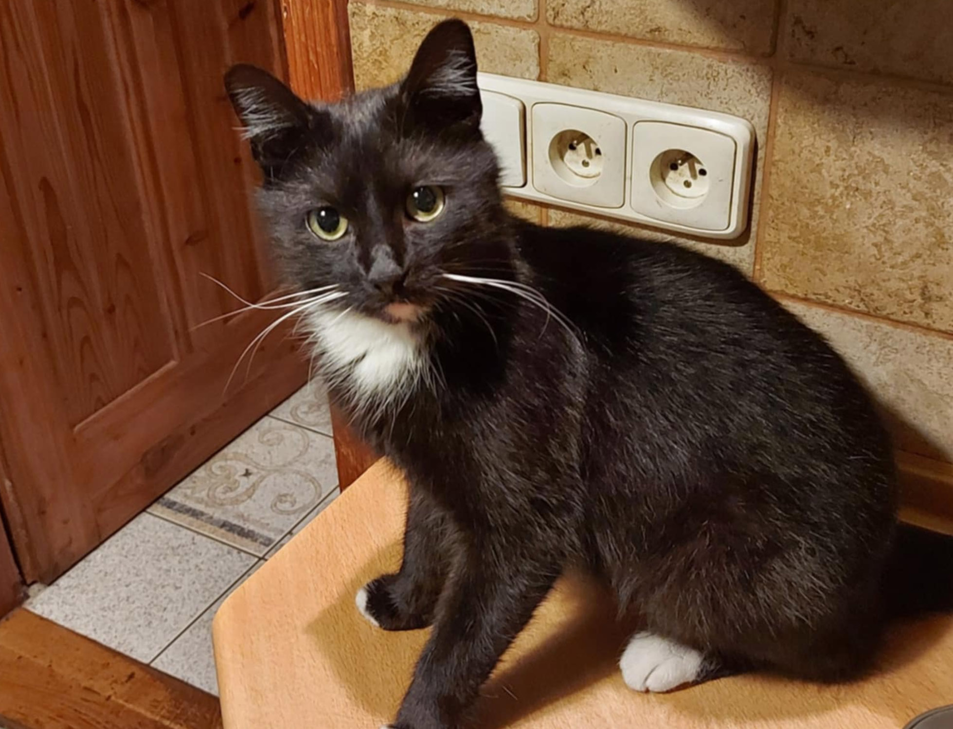 Właściciele szukają Lucka. Kotek zaginął w Strzegomiu! 