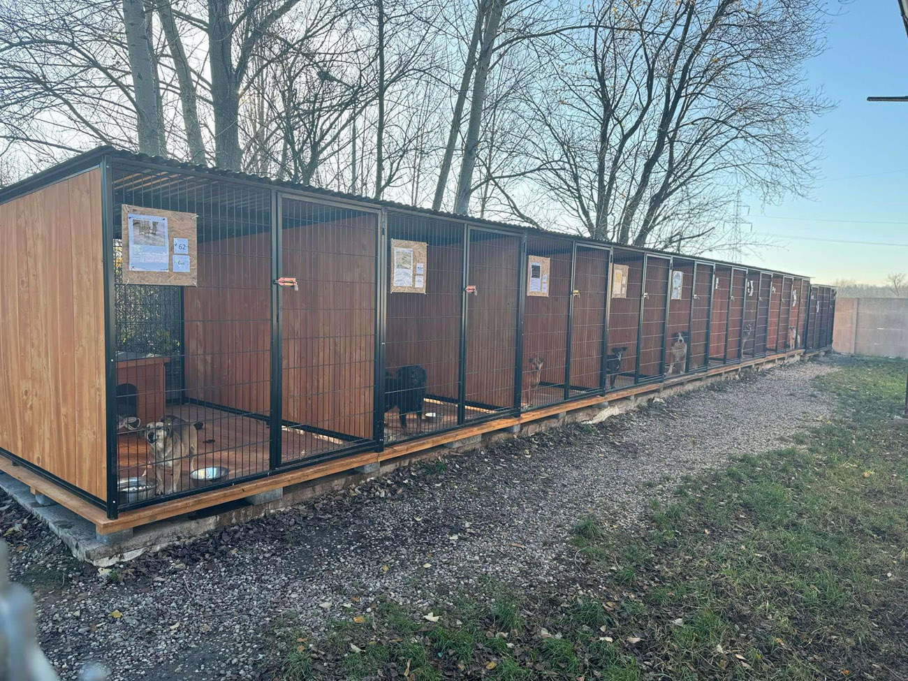 Strzegomianie mają szansę wesprzeć bezdomne zwierzęta [FOTO]  