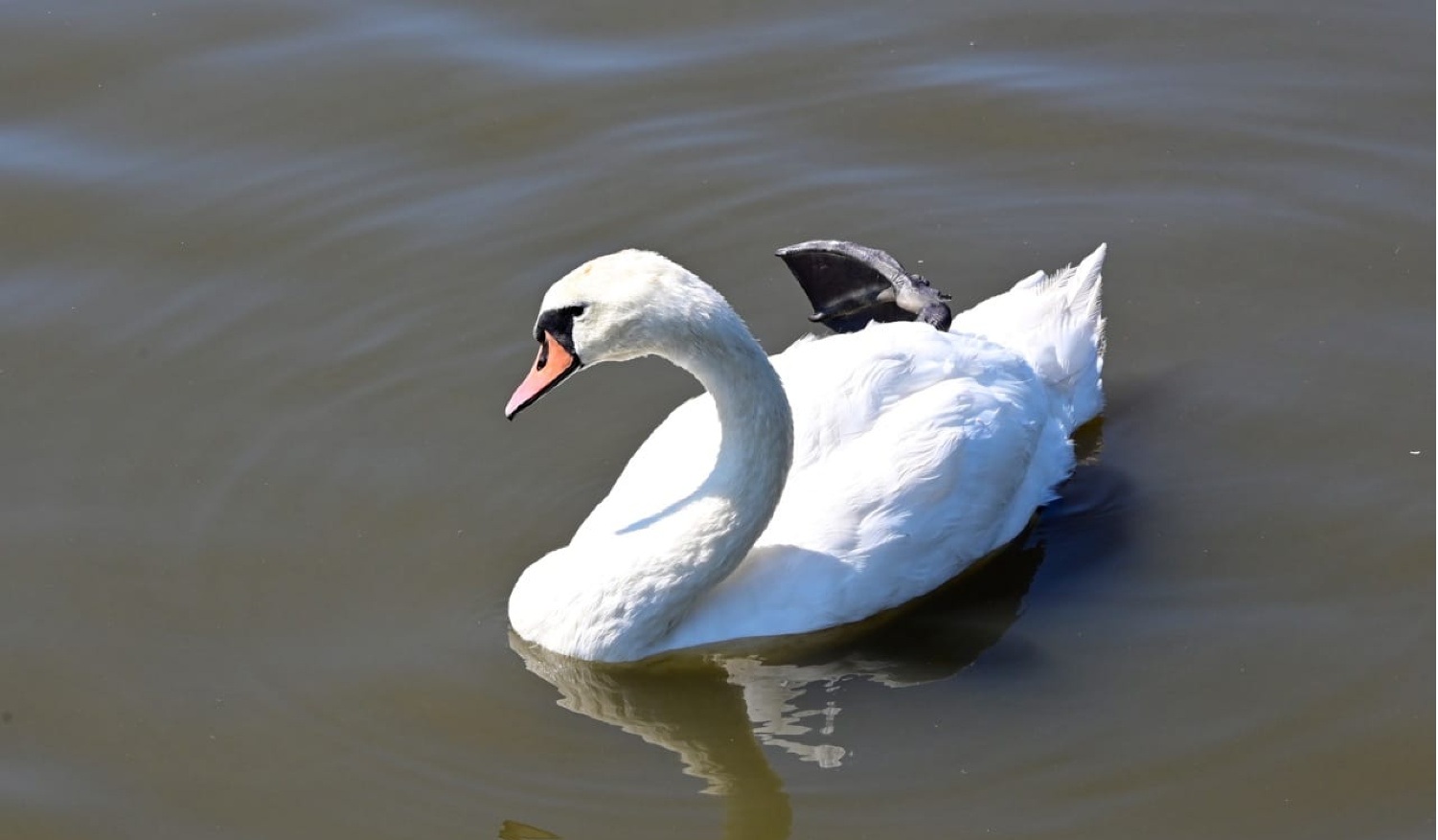 Ognisko ptasiej grypy w Jaworze. Wydano ostrzeżenie dla hodowców z powiatu świdnickiego! 
