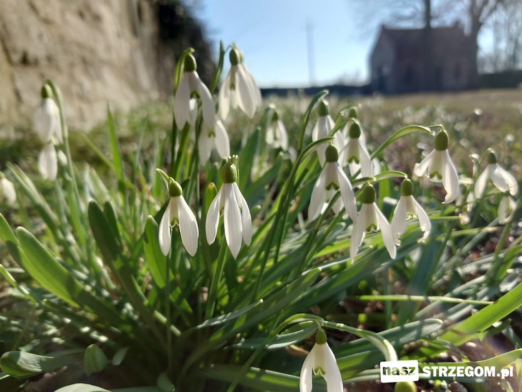 Rozpoczęła się astronomiczna wiosna [FOTO] 