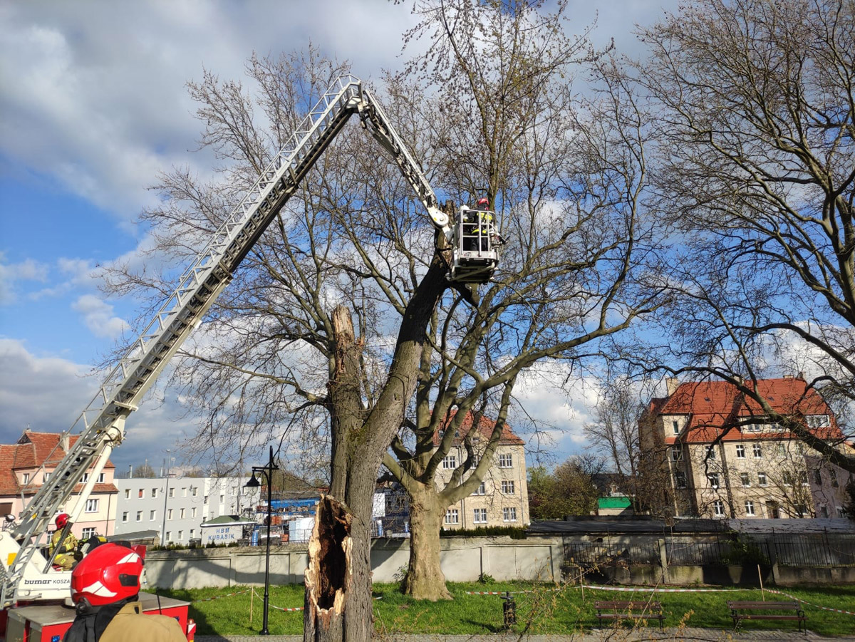 Obok ławek i chodnika runął konar drzewa! [FOTO] 