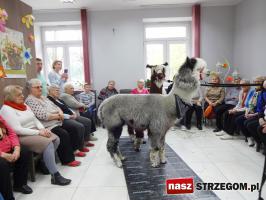 Alpaki odwiedziły seniorów [FOTO]